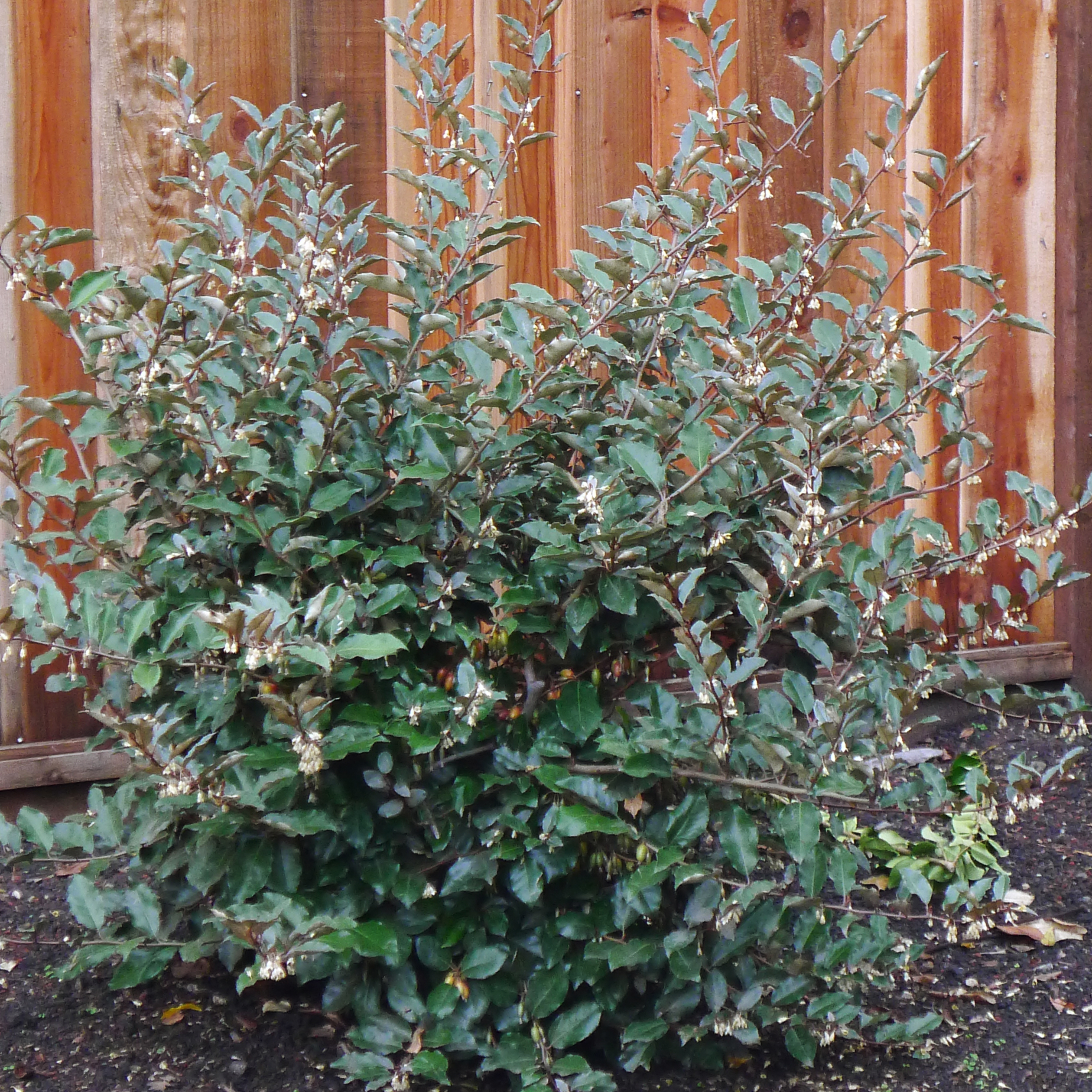 Image of Silverberry bush in full bloom